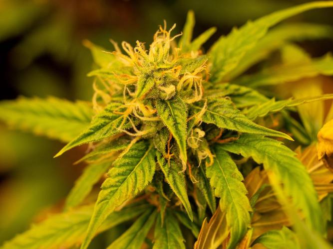 Cino's mixed auto garden. Week 9 - MD