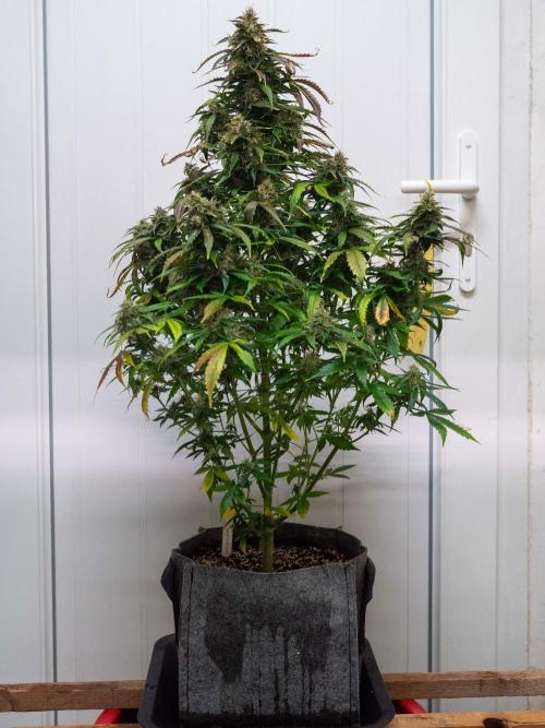 Cino's mixed auto garden. Week 10 - 2026/01/07: MD