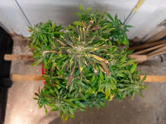 Cino's mixed auto garden. Week 10 - 2026/01/07: MD