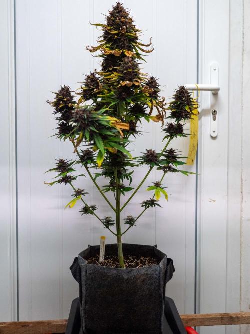 Cino's mixed auto garden. Week 10 - 2026/01/07: BPP