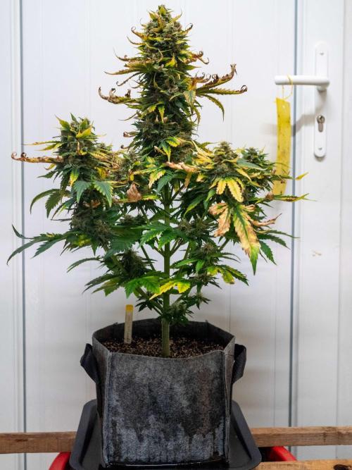 Cino's mixed auto garden. Week 10 - 2026/01/07: GZ