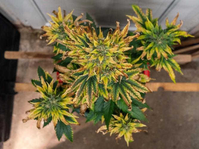 Cino's mixed auto garden. Week 10 - 2026/01/07: GZ