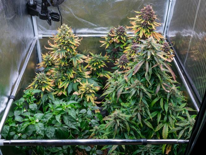 Cino's mixed auto garden. Week 10 - 2026/01/07