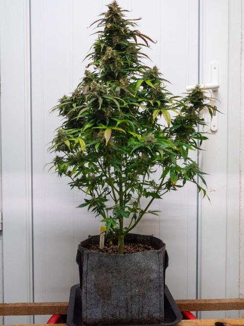 Cino's mixed auto garden. Week 10 - 2026/01/10: MD