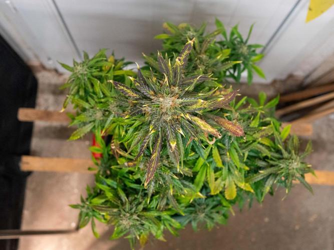 Cino's mixed auto garden. Week 10 - 2026/01/10: MD