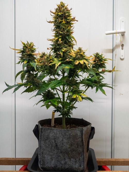 Cino's mixed auto garden. Week 10 - 2026/01/10: GZ