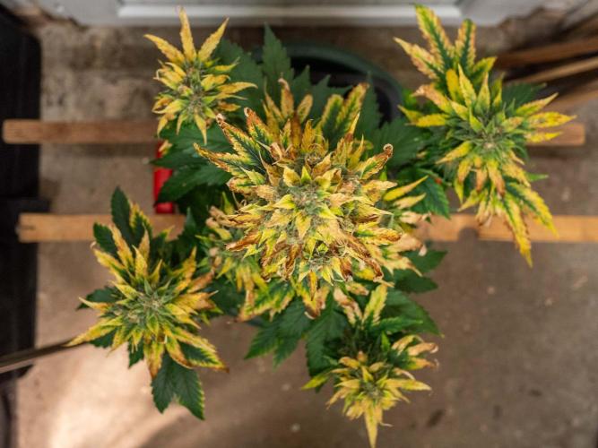 Cino's mixed auto garden. Week 10 - 2026/01/10: GZ