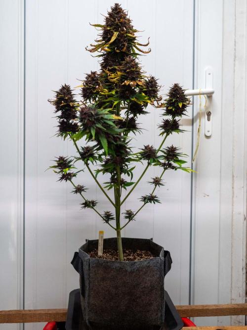 Cino's mixed auto garden. Week 10 - 2026/01/10: BPP