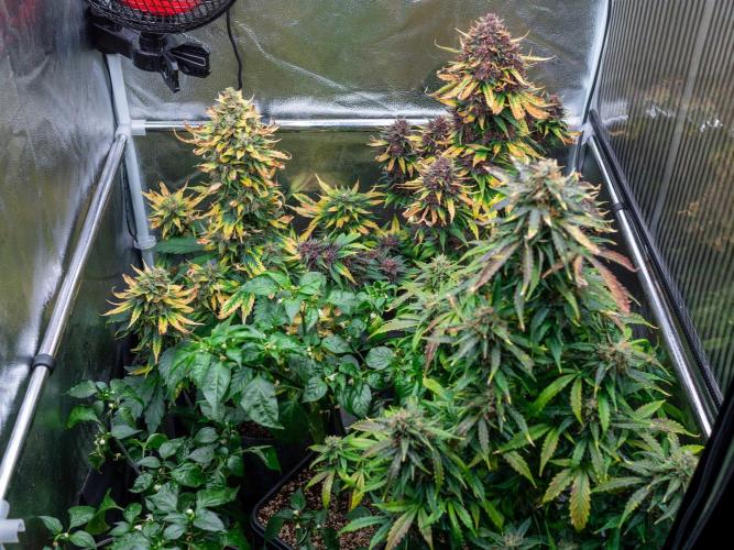 Cino's mixed auto garden. Week 10 - 2026/01/10