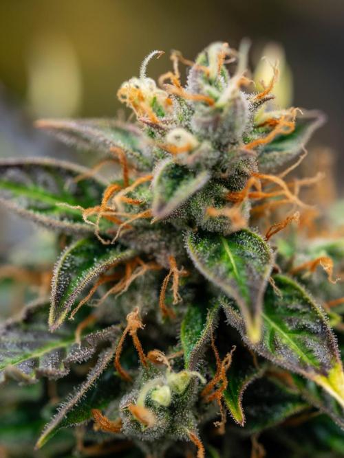 Cino's mixed auto garden. Week 10 - 2026/01/10: MD