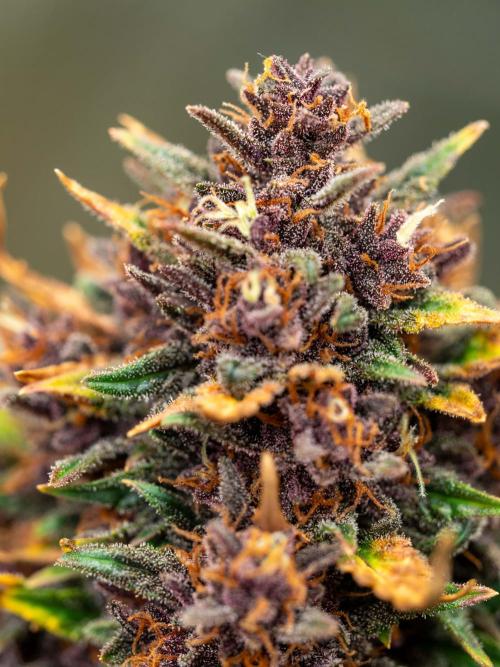 Cino's mixed auto garden. Week 10 - 2026/01/10: BPP