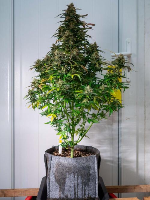 Cino's mixed auto garden. Week 11 - 2026/01/14: MD