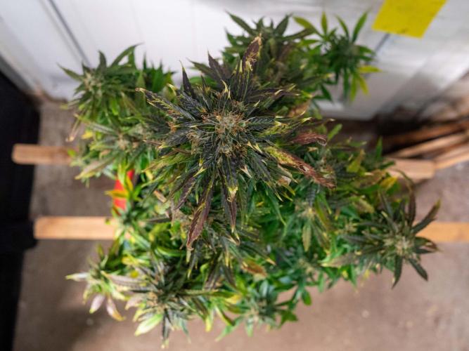 Cino's mixed auto garden. Week 11 - 2026/01/14: MD
