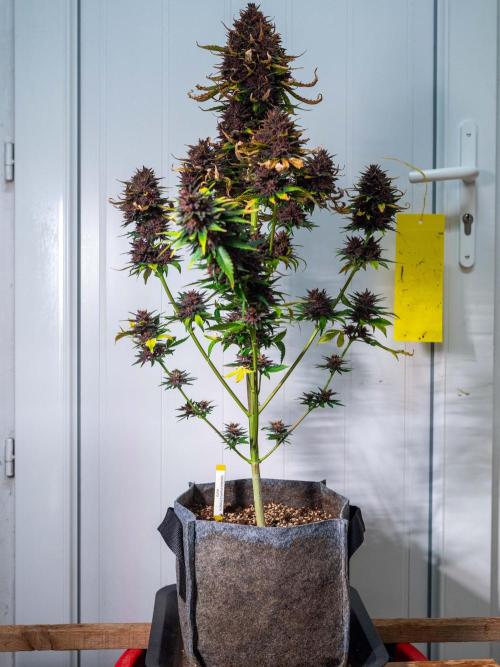 Cino's mixed auto garden. Week 11 - 2026/01/14: BPP