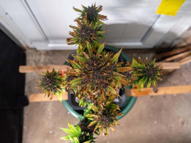 Cino's mixed auto garden. Week 11 - 2026/01/14: BPP