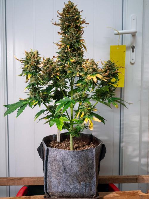 Cino's mixed auto garden. Week 11 - 2026/01/14: GZ
