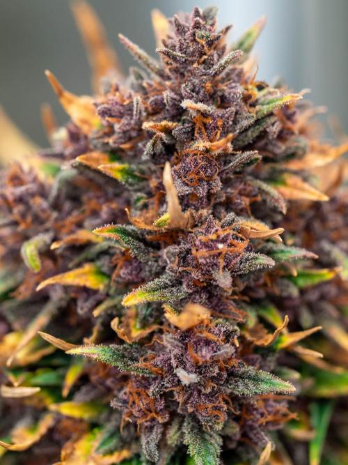 Cino's mixed auto garden. Week 11 - 2026/01/14: BPP