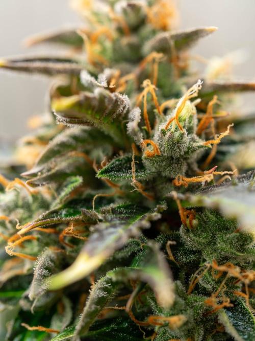 Cino's mixed auto garden. Week 11 - 2026/01/14: MD