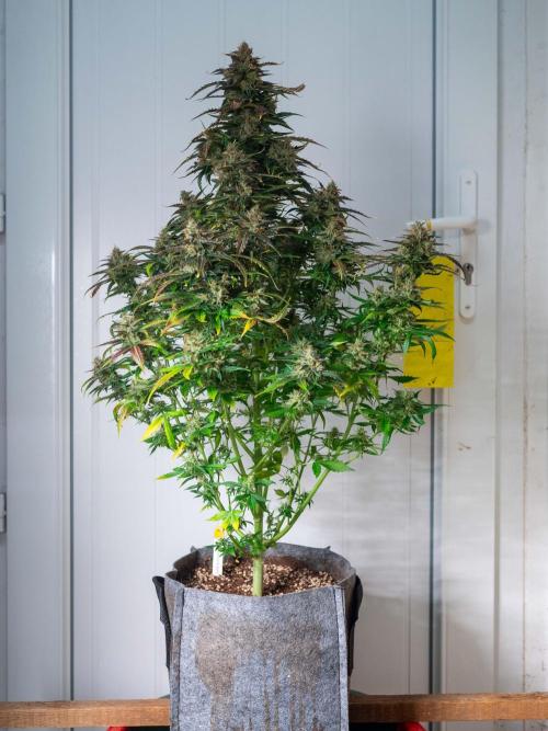 Cino's mixed auto garden. Week 11 - 2026/01/17: MD