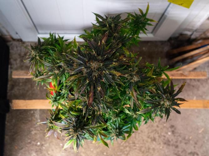 Cino's mixed auto garden. Week 11 - 2026/01/17: MD