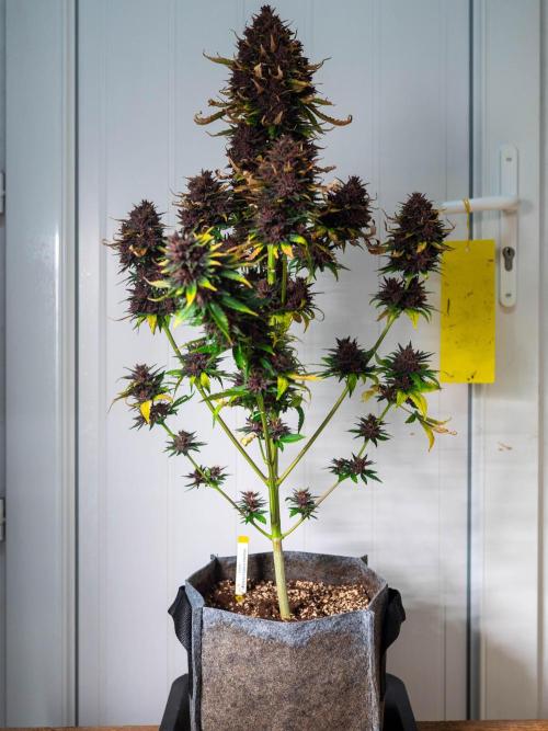 Cino's mixed auto garden. Week 11 - 2026/01/17: BPP