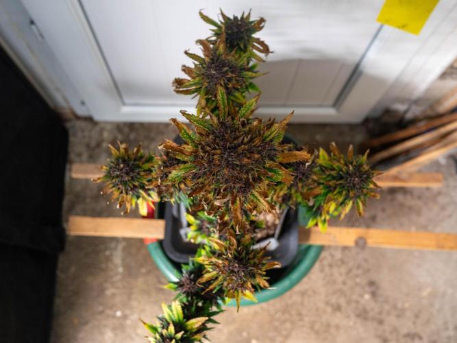 Cino's mixed auto garden. Week 11 - 2026/01/17: BPP