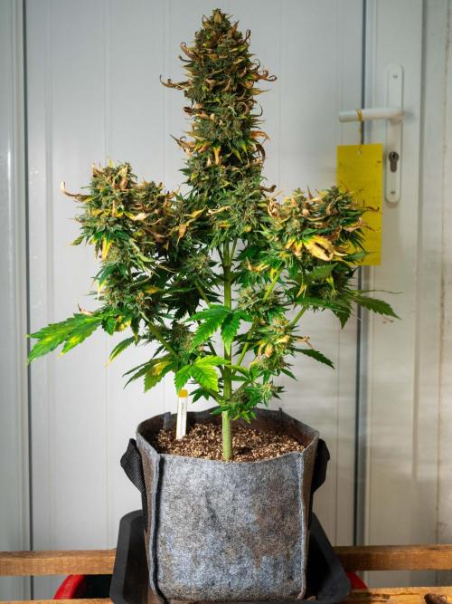 Cino's mixed auto garden. Week 11 - 2026/01/17: GZ