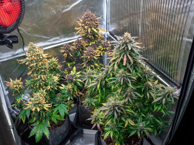 Cino's mixed auto garden. Week 11 - 2026/01/17