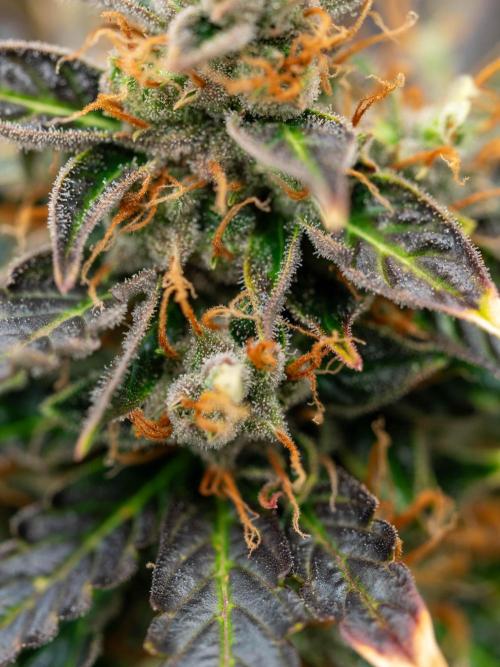 Cino's mixed auto garden. Week 11 - 2026/01/18: MD