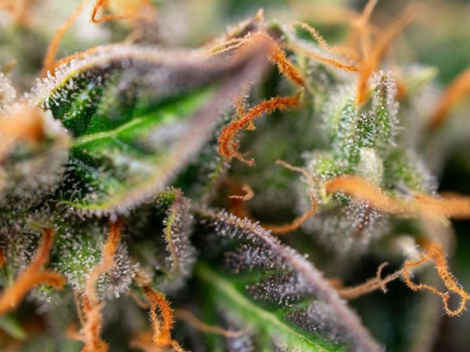 Cino's mixed auto garden. Week 11 - 2026/01/18: MD