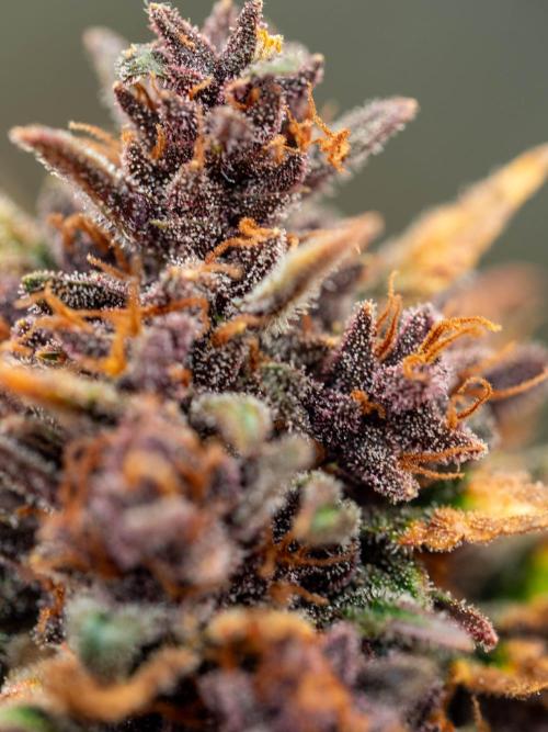 Cino's mixed auto garden. Week 11 - 2026/01/18: BPP