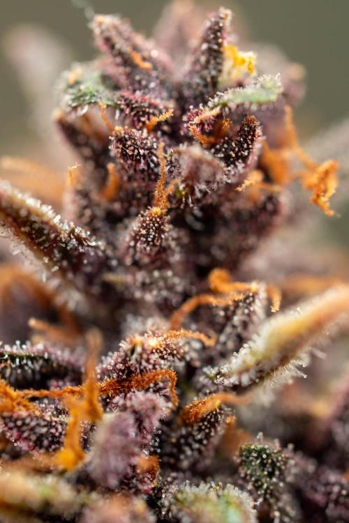 Cino's mixed auto garden. Week 11 - 2026/01/18: BPP