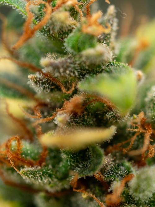 Cino's mixed auto garden. Week 11 - 2026/01/18: GZ