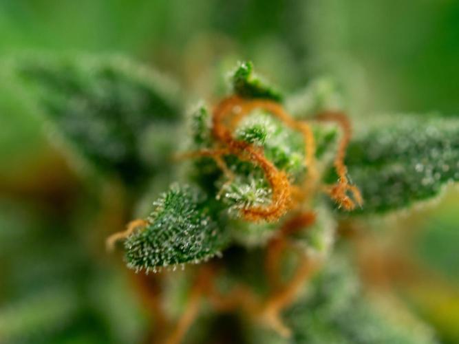 Cino's mixed auto garden. Week 11 - 2026/01/18: GZ