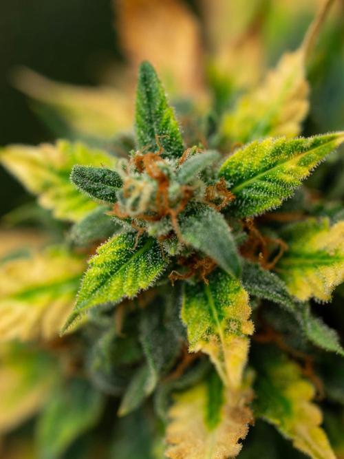 Cino's mixed auto garden. Week 11 - 2026/01/18: GZ