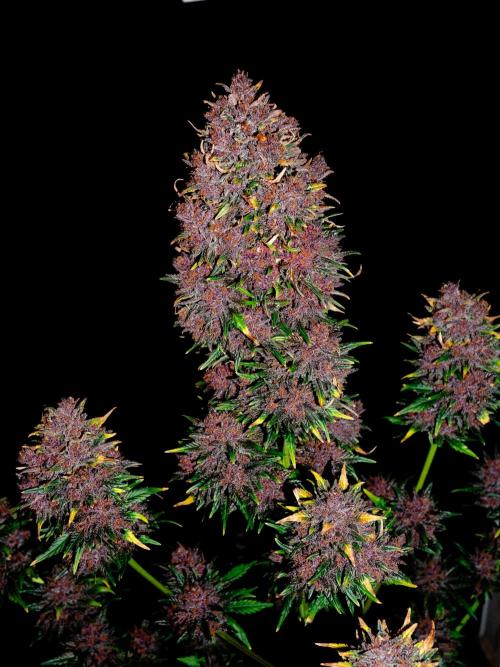 Cino's mixed auto garden. Week 12 - 2026/01/19: BPP