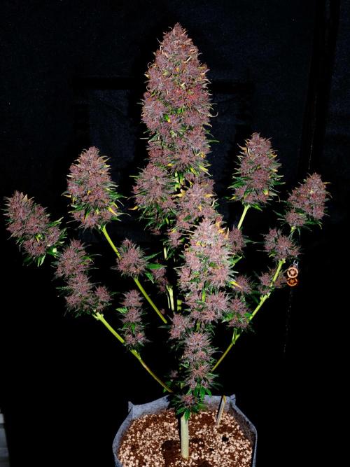 Cino's mixed auto garden. Week 12 - 2026/01/19: BPP