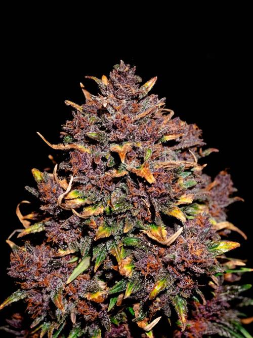 Cino's mixed auto garden. Week 12 - 2026/01/19: BPP