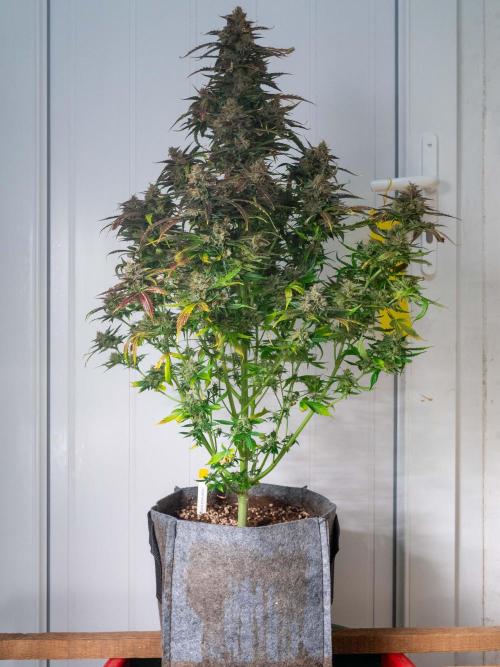 Cino's mixed auto garden. Week 12 - 2026/01/22: MD