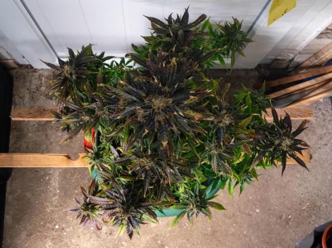 Cino's mixed auto garden. Week 12 - 2026/01/22: MD