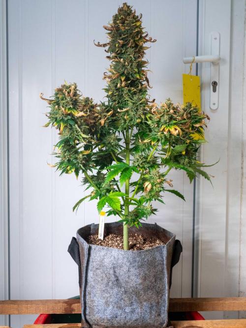 Cino's mixed auto garden. Week 12 - 2026/01/22: GZ