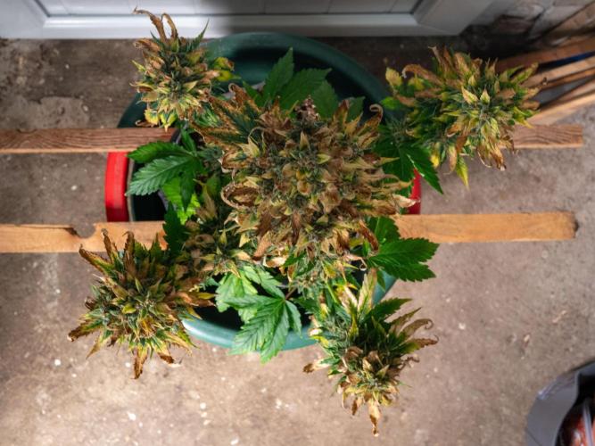 Cino's mixed auto garden. Week 12 - 2026/01/22: GZ