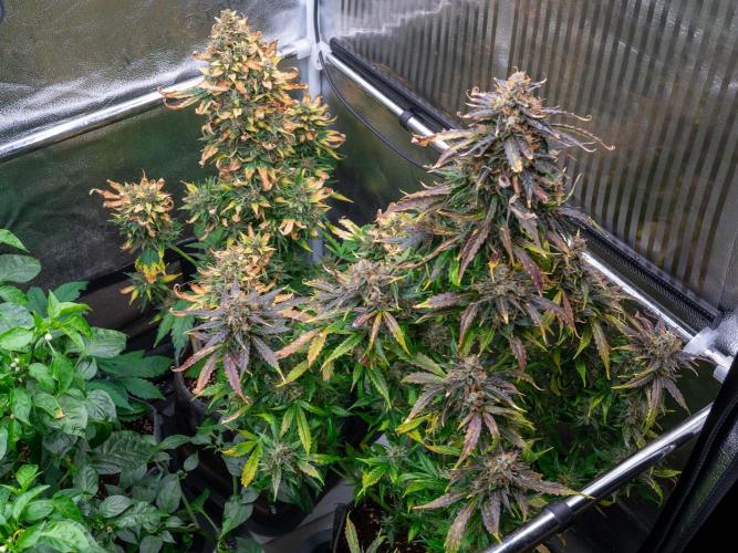 Cino's mixed auto garden. Week 12 - 2026/01/22