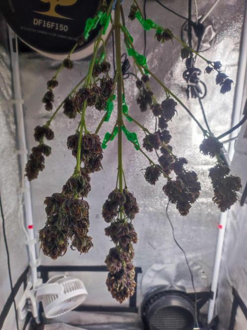Cino's mixed auto garden. Week 12 - 2026/01/26: dry BPP