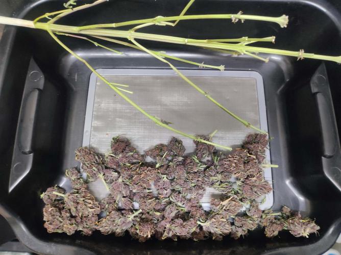 Cino's mixed auto garden. Week 12 - 2026/01/26: free buds