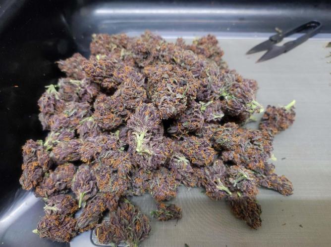 Cino's mixed auto garden. Week 12 - 2026/01/26: trimmed