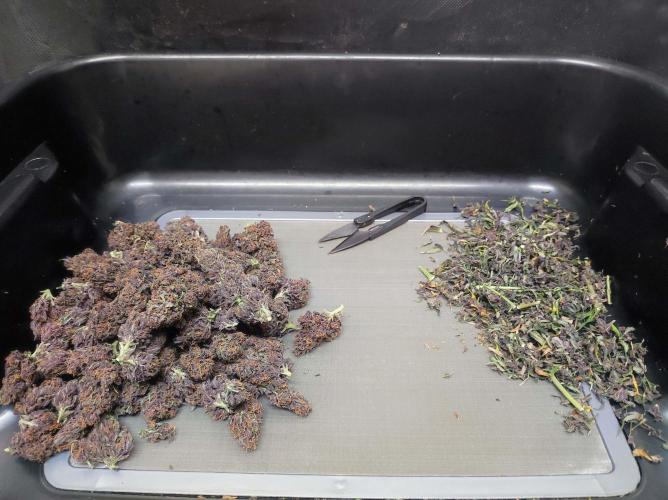 Cino's mixed auto garden. Week 12 - 2026/01/26: material for ice-o-lator