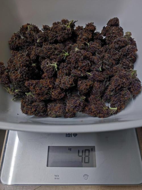 Cino's mixed auto garden. Week 12 - 2026/01/26: final weight