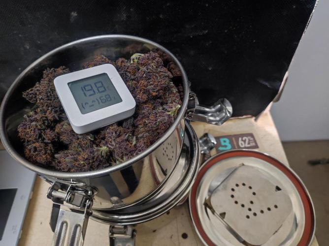 Cino's mixed auto garden. Week 12 - 2026/01/26: ready for long curing