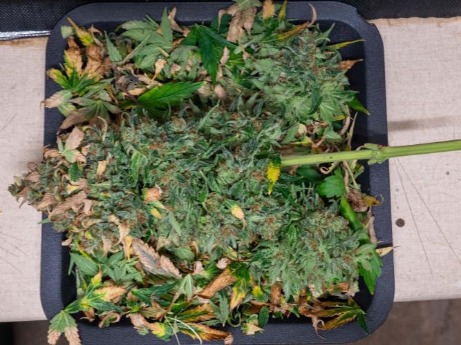 Cino's mixed auto garden. Week 13 - 2026/01/26: bye bye main cola!